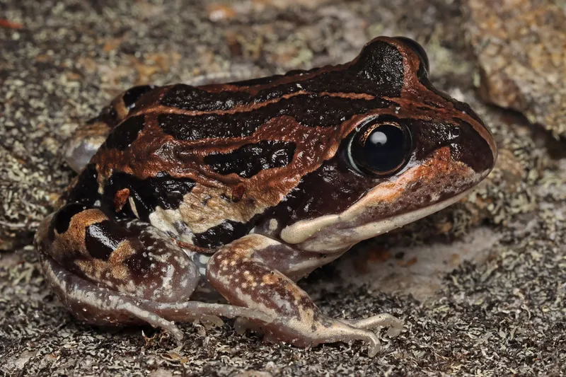 A western banjo frog in profile, striped dark brown and rust with a cream jaw and a large dark eye
