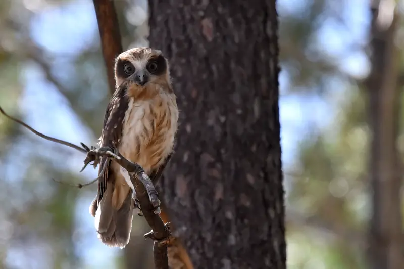 A southern boobook perched on a thin branch beside a tree trunk, looking straight at the camera