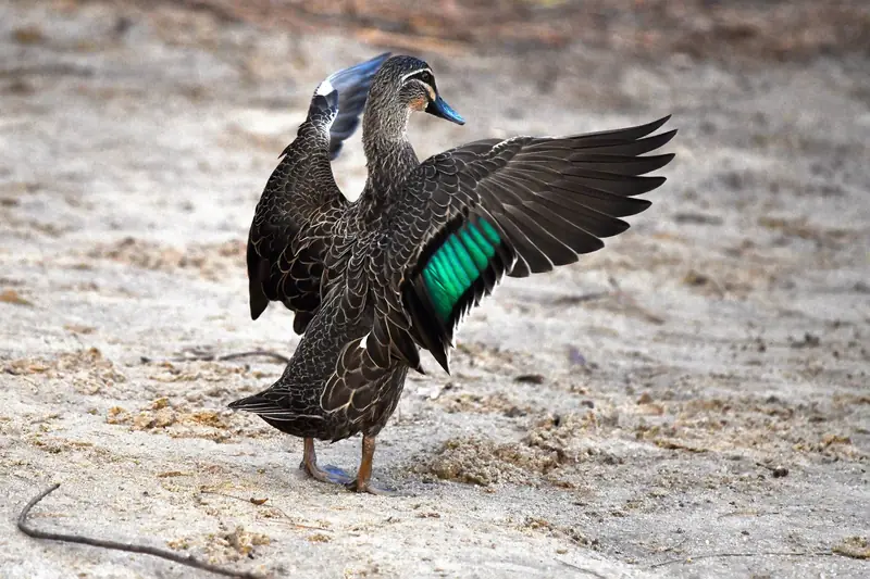 A Pacific black duck stretching its wings, showing its green wing patch