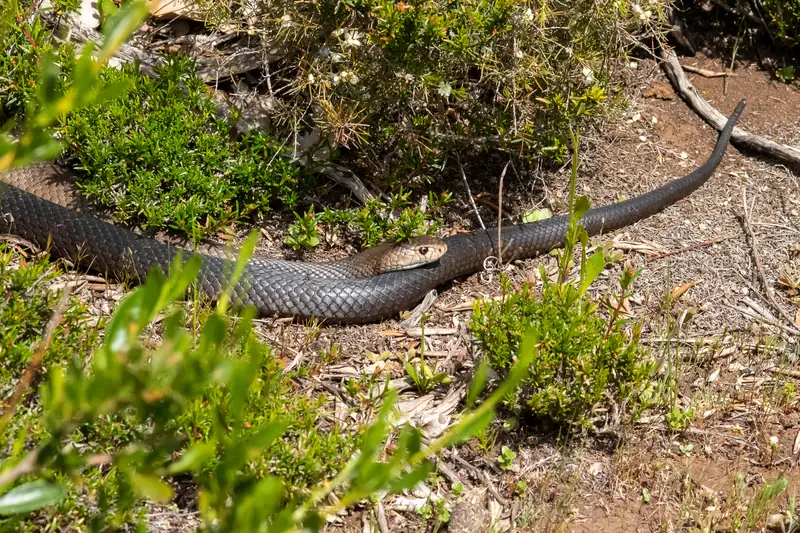 A dugite stretched across leaf litter between low shrubs