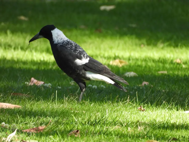 An Australian magpie walking on a sunny lawn