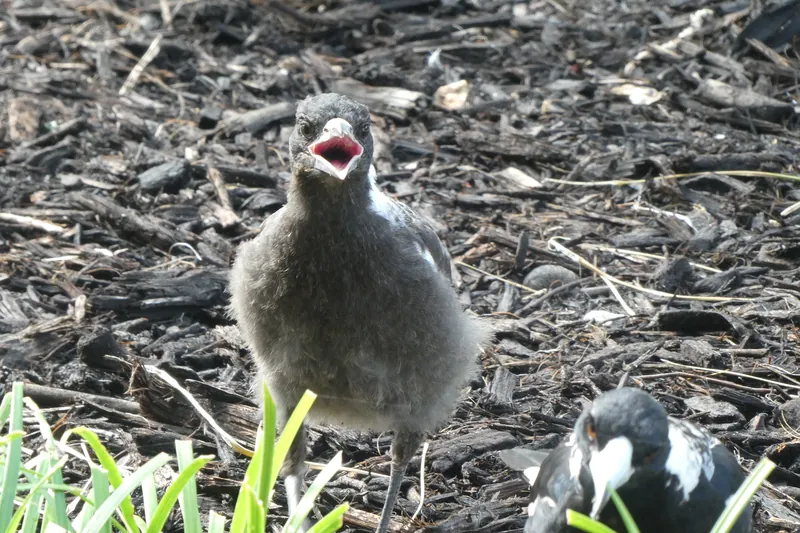 A fluffy grey juvenile magpie on bark mulch with its beak wide open, begging, with an adult partly in view
