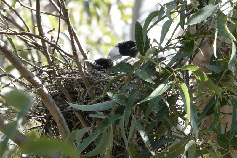 Two young magpies with dark heads and pale beaks sitting in a nest of woven sticks among eucalypt leaves