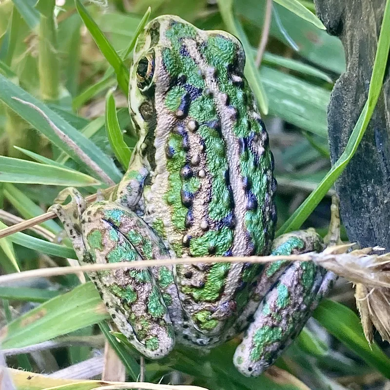 A motorbike frog, mottled green and bronze with dark spots, sitting among grass blades