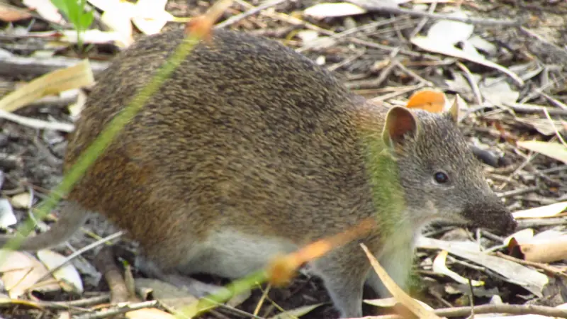 A quenda foraging in leaf litter