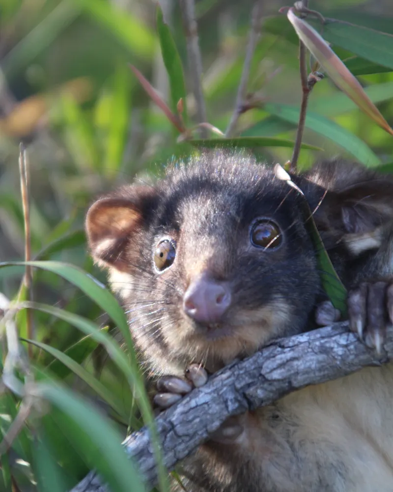 A western ringtail possum, dark brown with a pale face and round ears, peering over a branch among peppermint leaves
