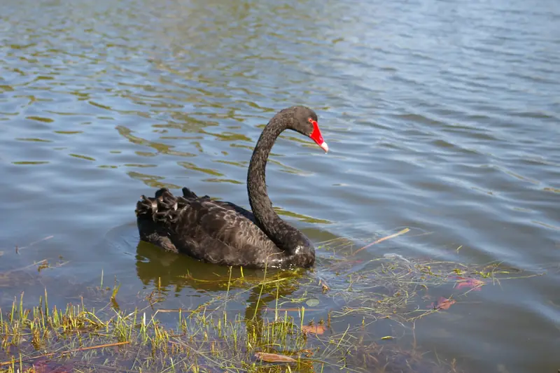 A black swan swimming close to a grassy lake edge, its red bill with a white band near the tip